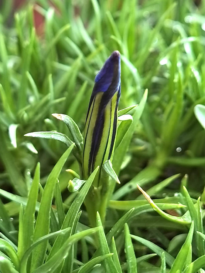 Gentiana sino-ornata